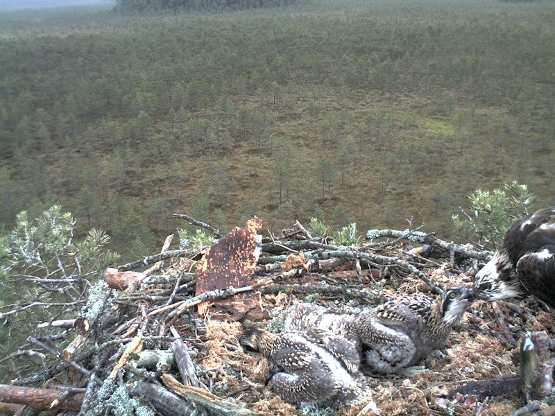 Latvian Osprey Nest ~ 2014 ~ P&#275;rkons & Lauma - Page 7 2014-132