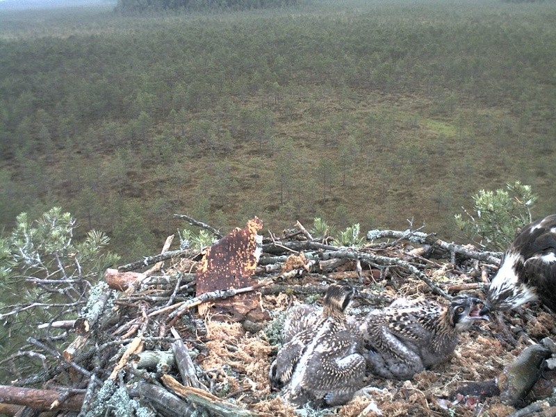 Latvian Osprey Nest ~ 2014 ~ P&#275;rkons & Lauma - Page 7 2014-133