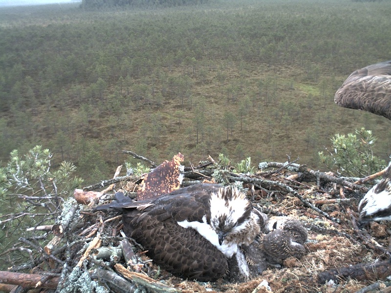 Latvian Osprey Nest ~ 2014 ~ P&#275;rkons & Lauma - Page 8 2014-147