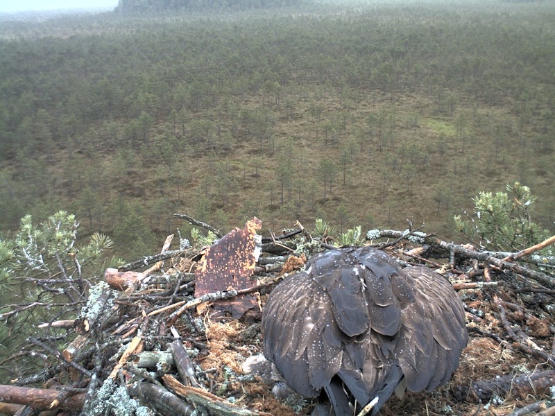 Latvian Osprey Nest ~ 2014 ~ P&#275;rkons & Lauma - Page 8 2014-154