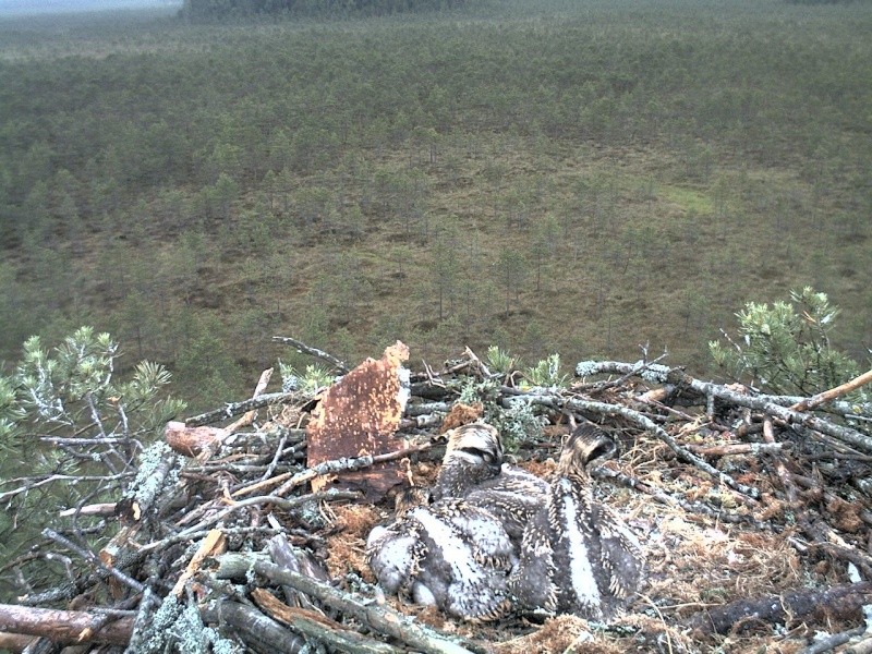 Latvian Osprey Nest ~ 2014 ~ P&#275;rkons & Lauma - Page 9 2014-170