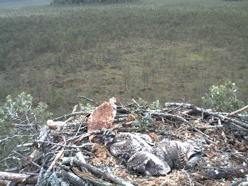 Latvian Osprey Nest ~ 2014 ~ P&#275;rkons & Lauma - Page 9 2014-180