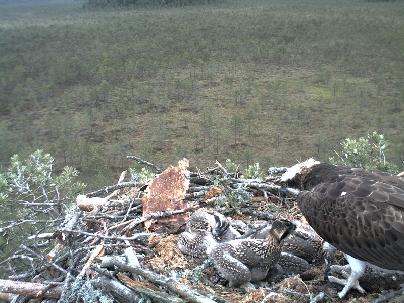 Latvian Osprey Nest ~ 2014 ~ P&#275;rkons & Lauma - Page 9 2014-182