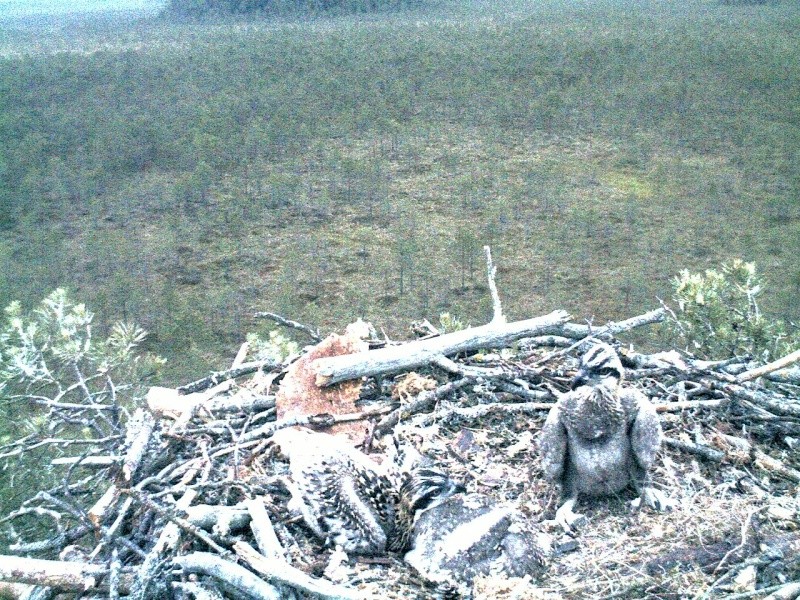 Latvian Osprey Nest ~ 2014 ~ P&#275;rkons & Lauma - Page 11 2014-211