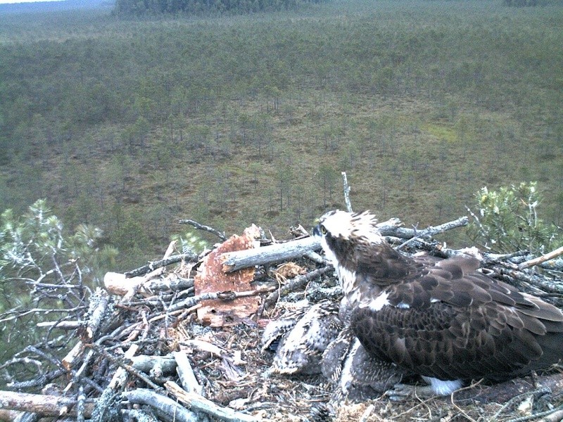 Latvian Osprey Nest ~ 2014 ~ P&#275;rkons & Lauma - Page 11 2014-214