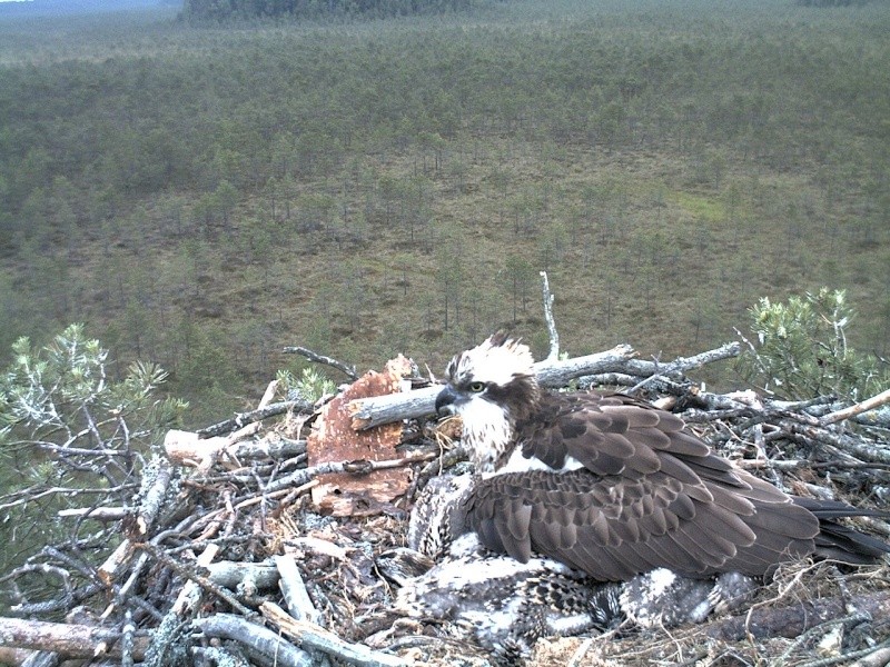 Latvian Osprey Nest ~ 2014 ~ P&#275;rkons & Lauma - Page 11 2014-217