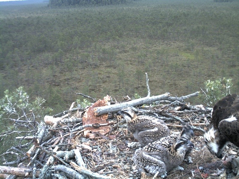 Latvian Osprey Nest ~ 2014 ~ P&#275;rkons & Lauma - Page 12 2014-224