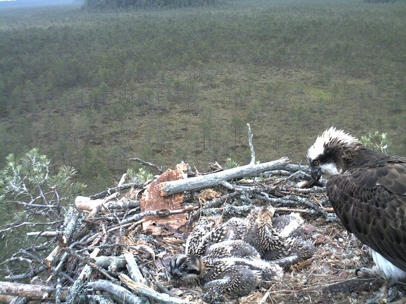 Latvian Osprey Nest ~ 2014 ~ P&#275;rkons & Lauma - Page 12 2014-233