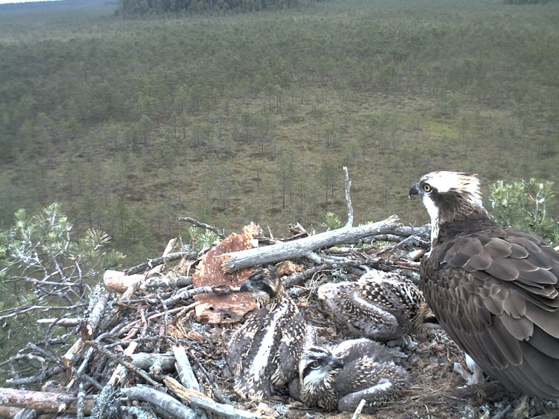 Latvian Osprey Nest ~ 2014 ~ P&#275;rkons & Lauma - Page 13 2014-255