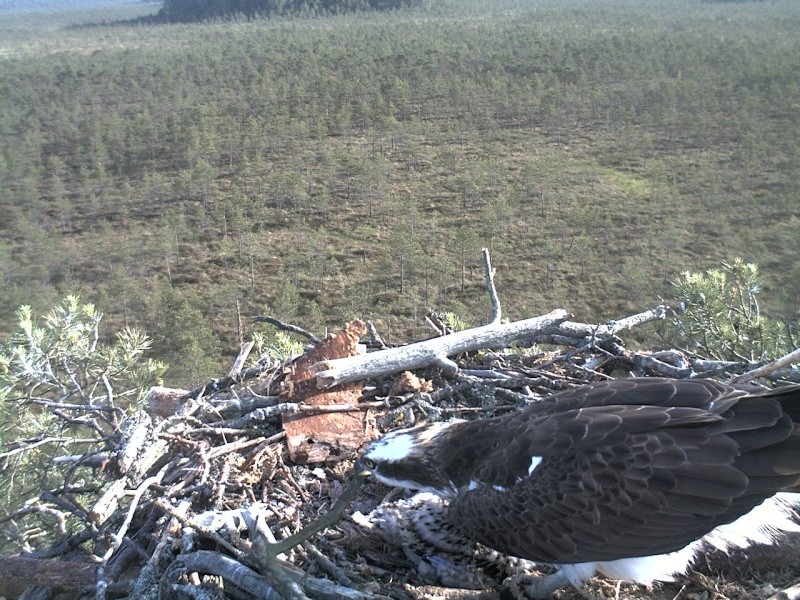 Latvian Osprey Nest ~ 2014 ~ P&#275;rkons & Lauma - Page 15 2014-297