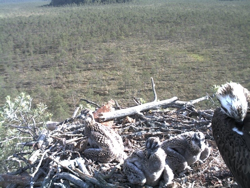 Latvian Osprey Nest ~ 2014 ~ P&#275;rkons & Lauma - Page 15 2014-298