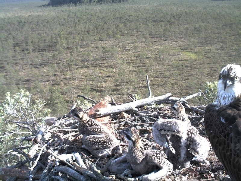 Latvian Osprey Nest ~ 2014 ~ P&#275;rkons & Lauma - Page 15 2014-300