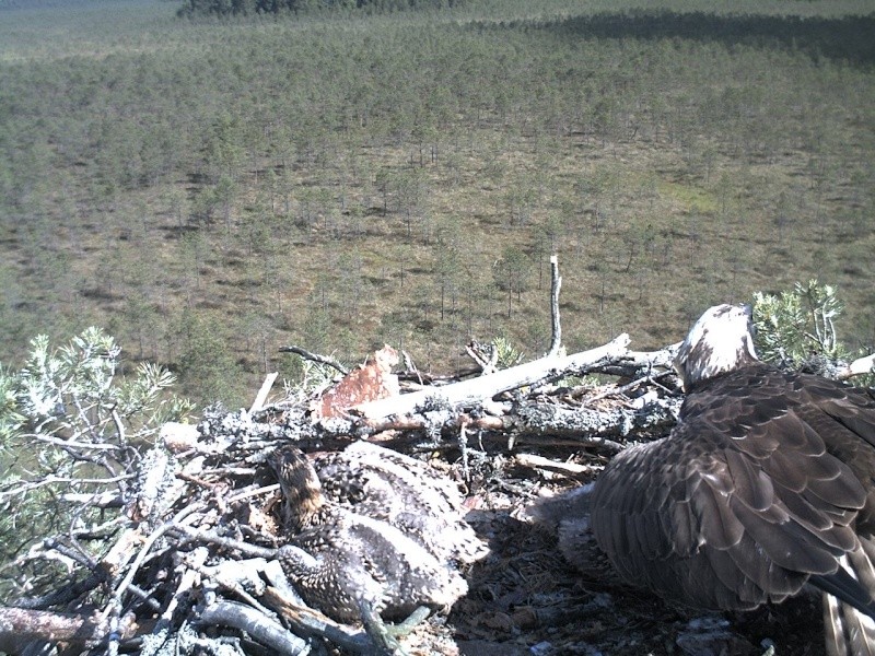 Latvian Osprey Nest ~ 2014 ~ P&#275;rkons & Lauma - Page 17 2014-338