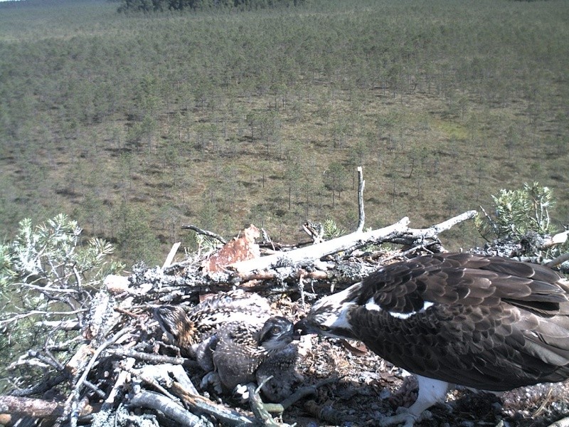 Latvian Osprey Nest ~ 2014 ~ P&#275;rkons & Lauma - Page 17 2014-340