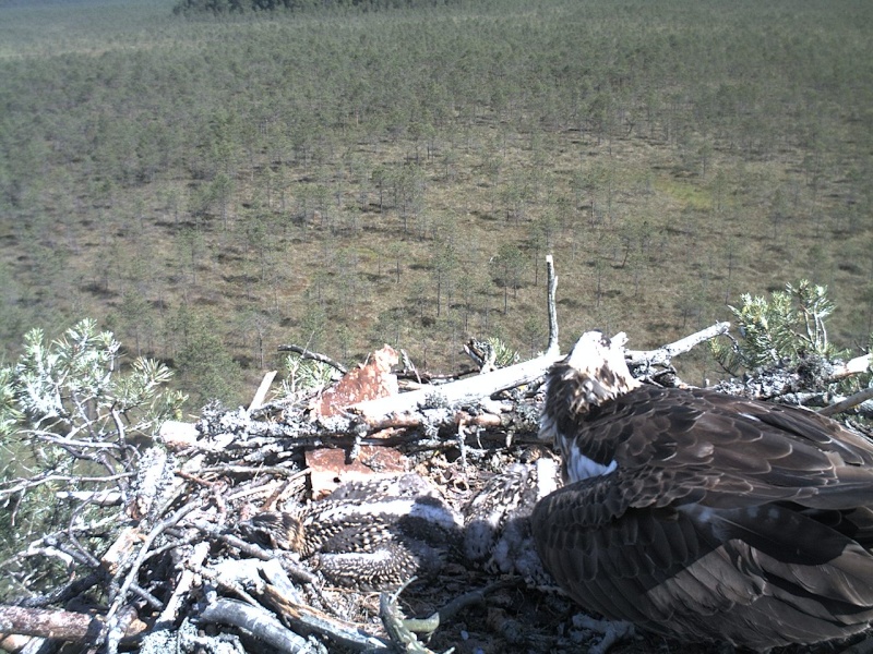 Latvian Osprey Nest ~ 2014 ~ P&#275;rkons & Lauma - Page 17 2014-346