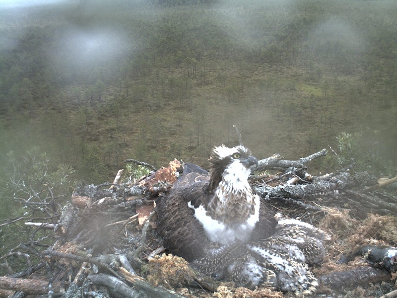 Latvian Osprey Nest ~ 2014 ~ P&#275;rkons & Lauma - Page 18 2014-366