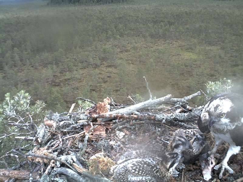 Latvian Osprey Nest ~ 2014 ~ P&#275;rkons & Lauma - Page 19 2014-373