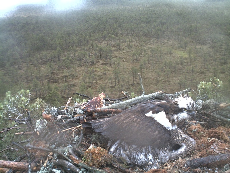 Latvian Osprey Nest ~ 2014 ~ P&#275;rkons & Lauma - Page 19 2014-388