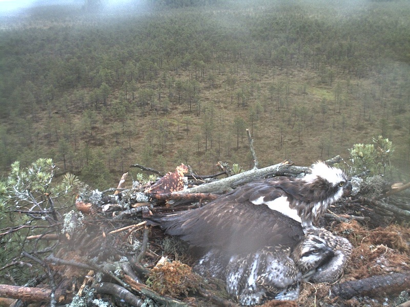 Latvian Osprey Nest ~ 2014 ~ P&#275;rkons & Lauma - Page 19 2014-390