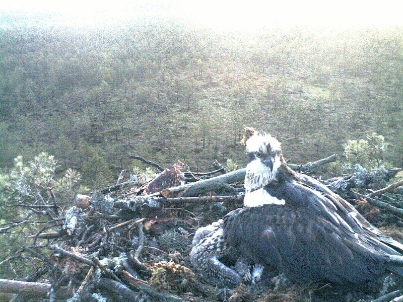 Latvian Osprey Nest ~ 2014 ~ P&#275;rkons & Lauma - Page 20 2014-402