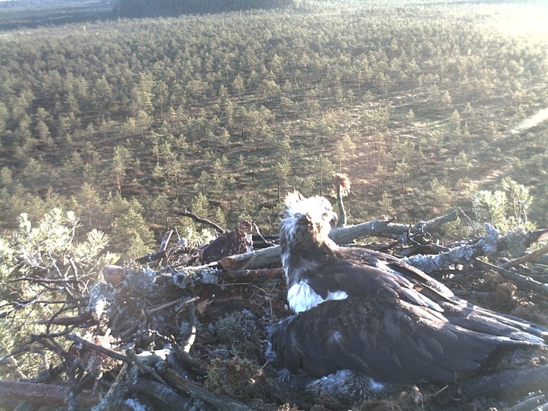 Latvian Osprey Nest ~ 2014 ~ P&#275;rkons & Lauma - Page 21 2014-427