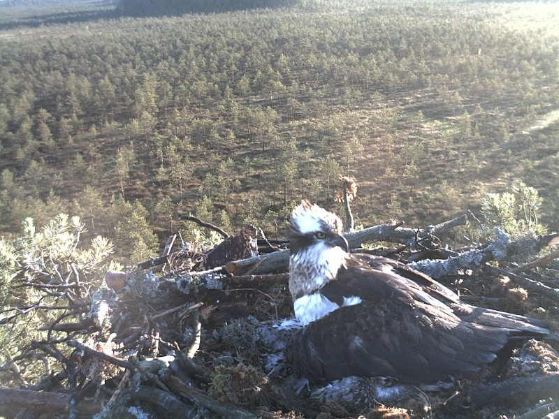 Latvian Osprey Nest ~ 2014 ~ P&#275;rkons & Lauma - Page 21 2014-430