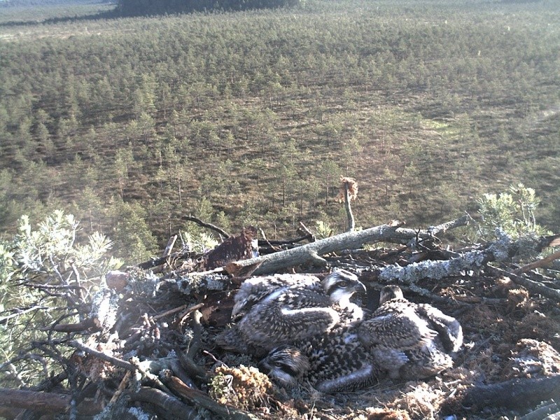 Latvian Osprey Nest ~ 2014 ~ P&#275;rkons & Lauma - Page 22 2014-444