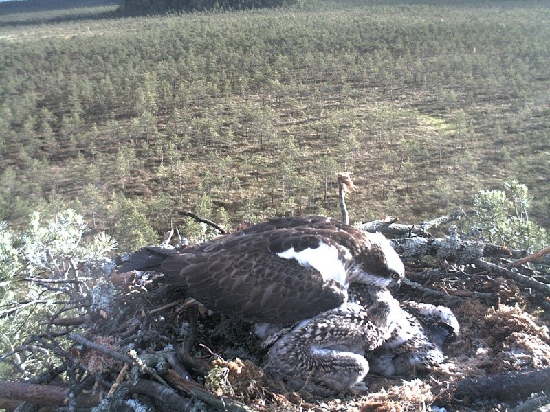 Latvian Osprey Nest ~ 2014 ~ P&#275;rkons & Lauma - Page 22 2014-452