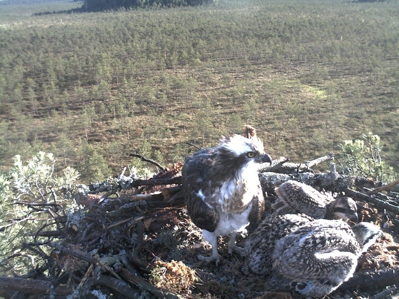 Latvian Osprey Nest ~ 2014 ~ P&#275;rkons & Lauma - Page 22 2014-463