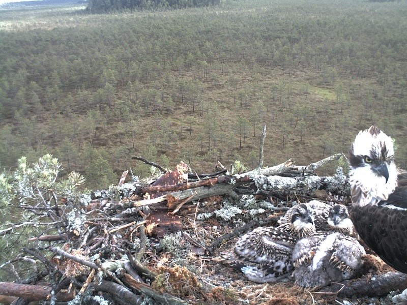 Latvian Osprey Nest ~ 2014 ~ P&#275;rkons & Lauma - Page 23 2014-471