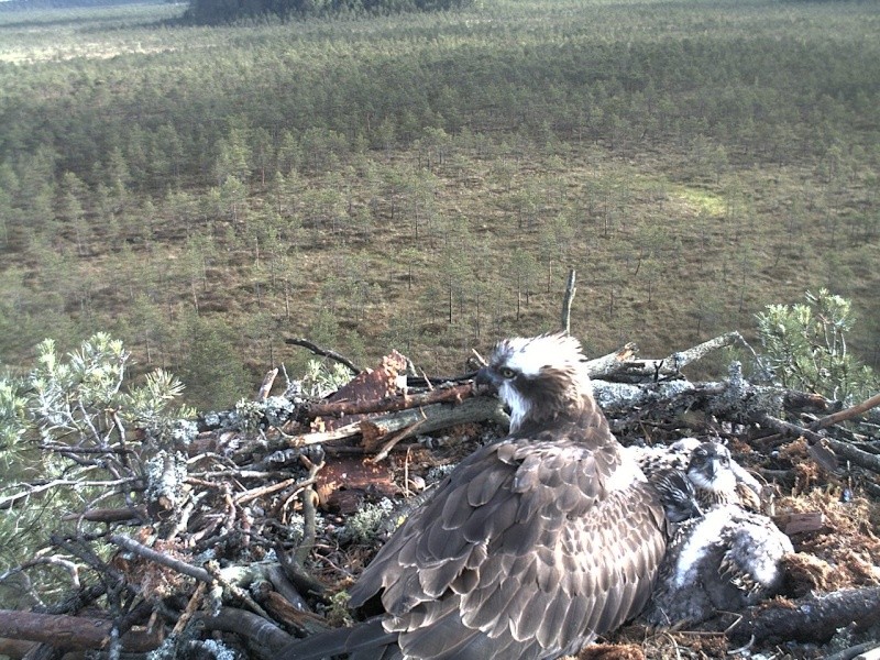 Latvian Osprey Nest ~ 2014 ~ P&#275;rkons & Lauma - Page 23 2014-477