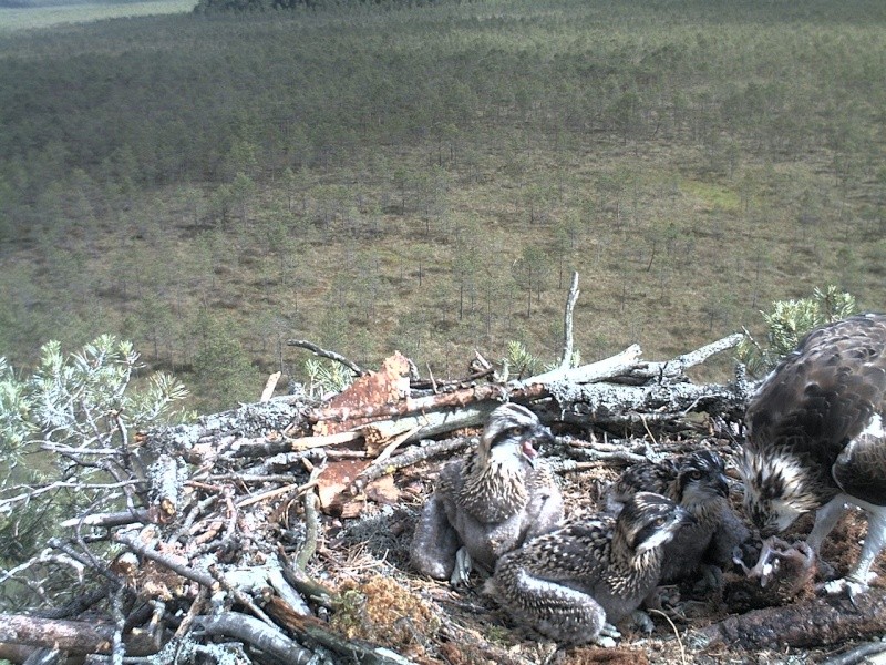 Latvian Osprey Nest ~ 2014 ~ P&#275;rkons & Lauma - Page 24 2014-504