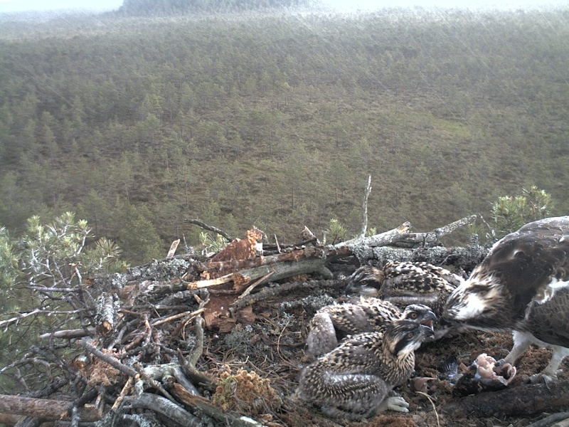 Latvian Osprey Nest ~ 2014 ~ P&#275;rkons & Lauma - Page 25 2014-509