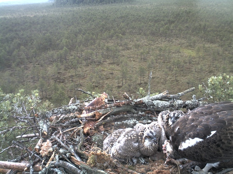 Latvian Osprey Nest ~ 2014 ~ P&#275;rkons & Lauma - Page 25 2014-510