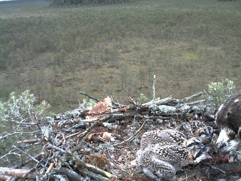 Latvian Osprey Nest ~ 2014 ~ P&#275;rkons & Lauma - Page 25 2014-530