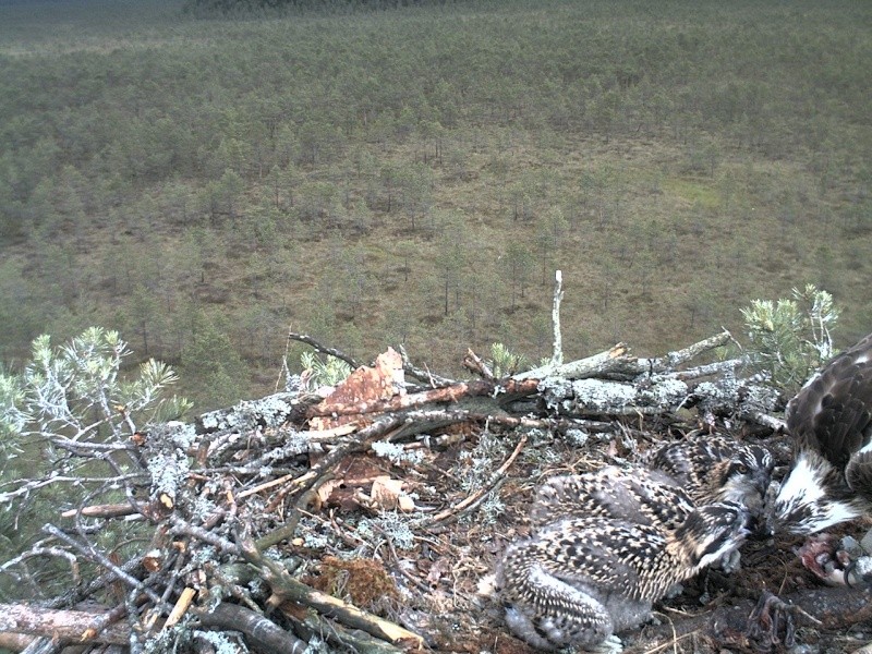 Latvian Osprey Nest ~ 2014 ~ P&#275;rkons & Lauma - Page 26 2014-532