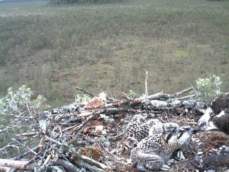 Latvian Osprey Nest ~ 2014 ~ P&#275;rkons & Lauma - Page 26 2014-537