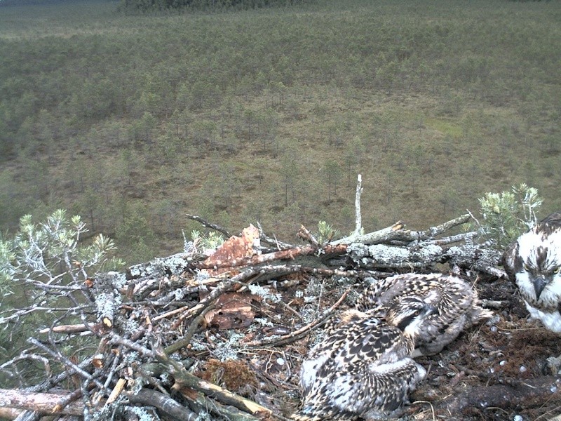 Latvian Osprey Nest ~ 2014 ~ P&#275;rkons & Lauma - Page 26 2014-548