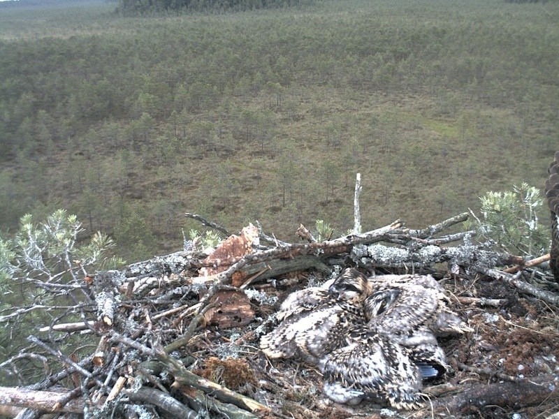 Latvian Osprey Nest ~ 2014 ~ P&#275;rkons & Lauma - Page 26 2014-551