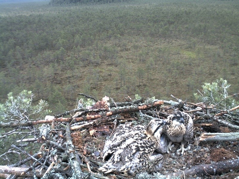 Latvian Osprey Nest ~ 2014 ~ P&#275;rkons & Lauma - Page 27 2014-563