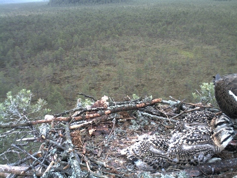 Latvian Osprey Nest ~ 2014 ~ P&#275;rkons & Lauma - Page 27 2014-567