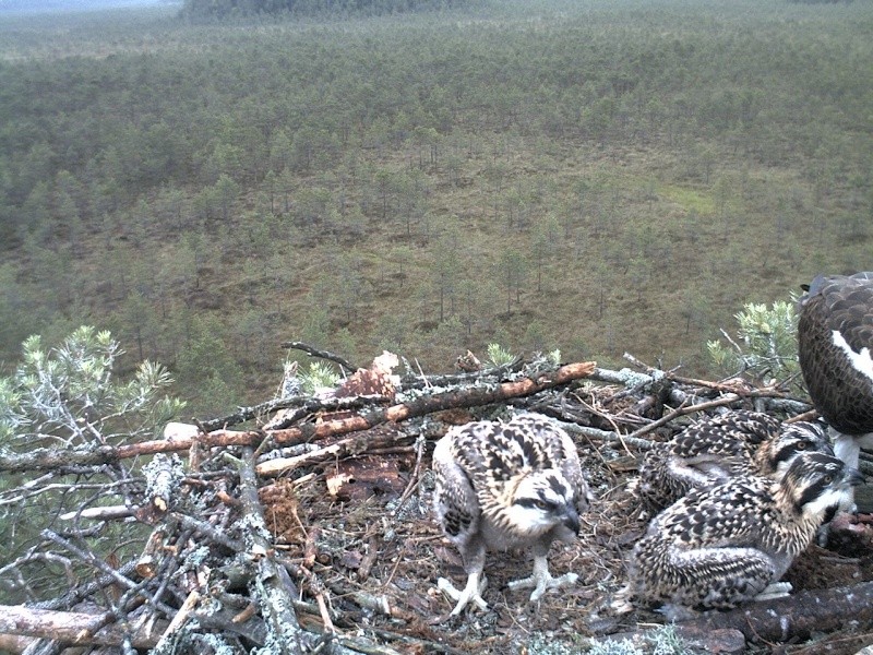 Latvian Osprey Nest ~ 2014 ~ P&#275;rkons & Lauma - Page 27 2014-568