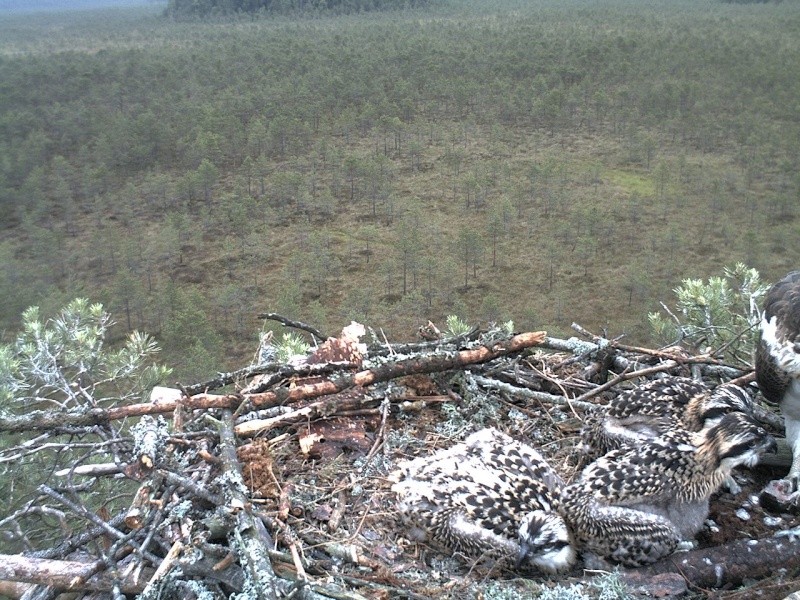 Latvian Osprey Nest ~ 2014 ~ P&#275;rkons & Lauma - Page 28 2014-570