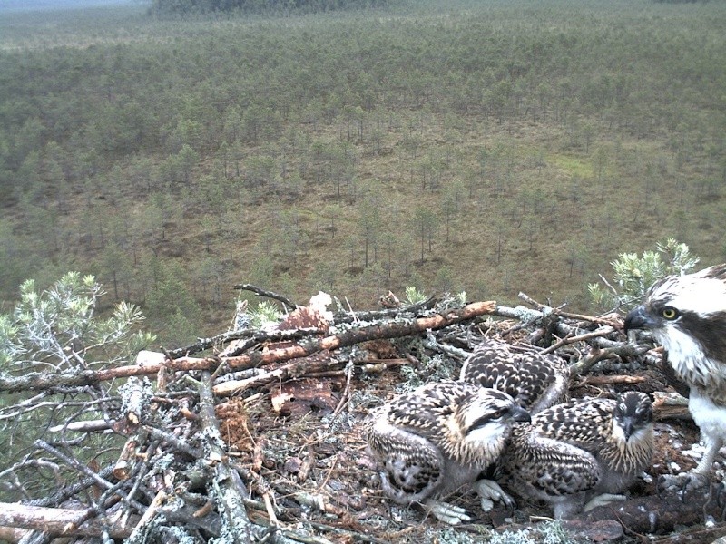 Latvian Osprey Nest ~ 2014 ~ P&#275;rkons & Lauma - Page 28 2014-573