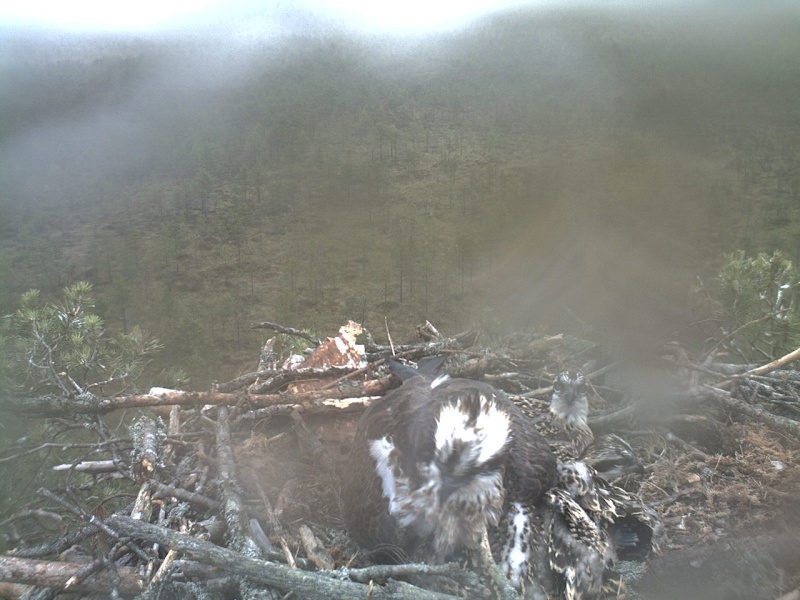 Latvian Osprey Nest ~ 2014 ~ P&#275;rkons & Lauma - Page 28 2014-579