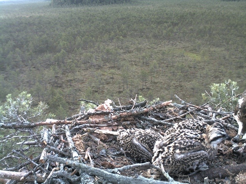 Latvian Osprey Nest ~ 2014 ~ P&#275;rkons & Lauma - Page 29 2014-590