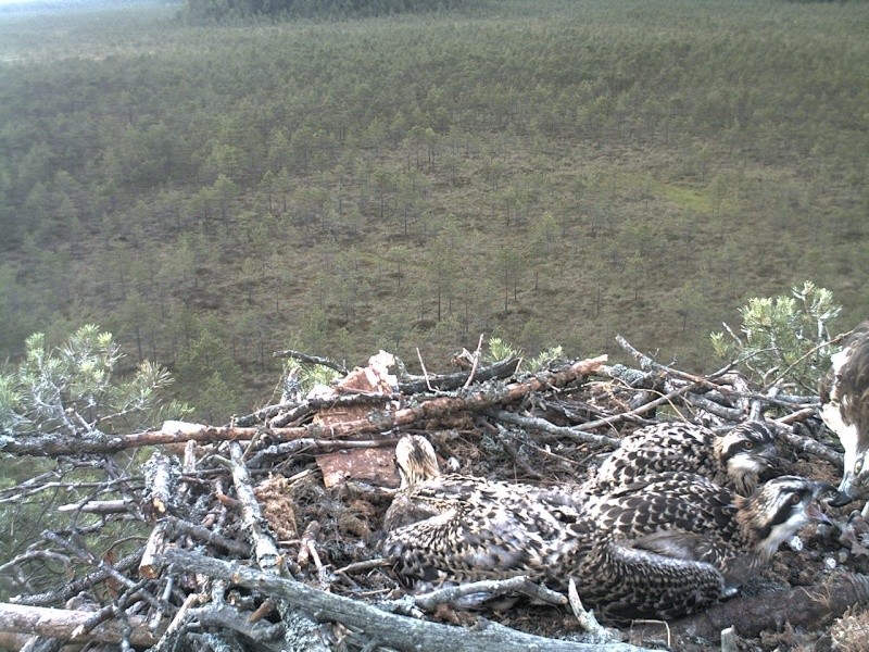 Latvian Osprey Nest ~ 2014 ~ P&#275;rkons & Lauma - Page 29 2014-594