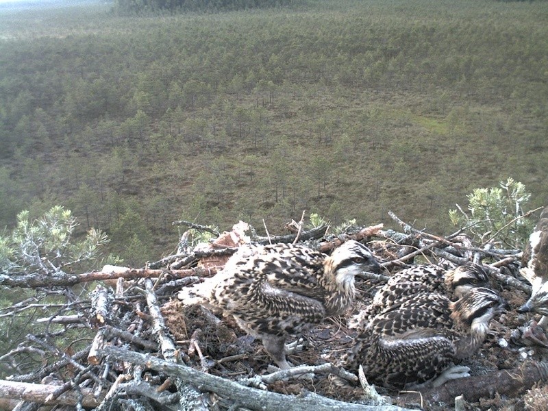 Latvian Osprey Nest ~ 2014 ~ P&#275;rkons & Lauma - Page 29 2014-595