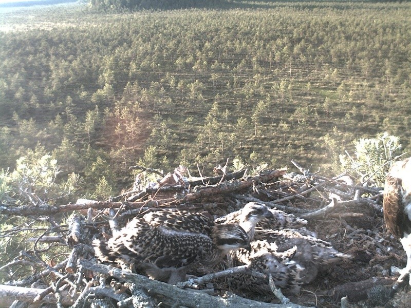 Latvian Osprey Nest ~ 2014 ~ P&#275;rkons & Lauma - Page 29 2014-600