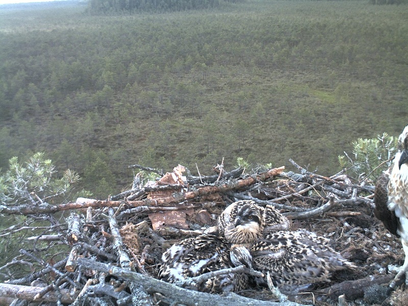 Latvian Osprey Nest ~ 2014 ~ P&#275;rkons & Lauma - Page 29 2014-602